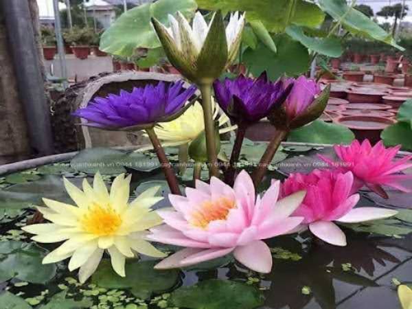 Nhìn thấy hoa súng có điềm báo gì, nên chọn s�?đẹp nào?